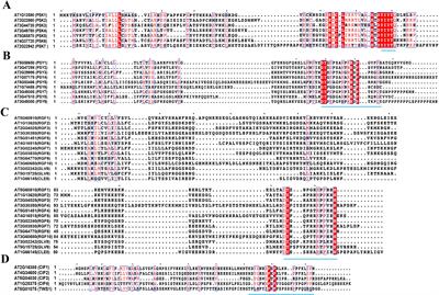 Sulfated peptides: key players in plant development, growth, and stress responses